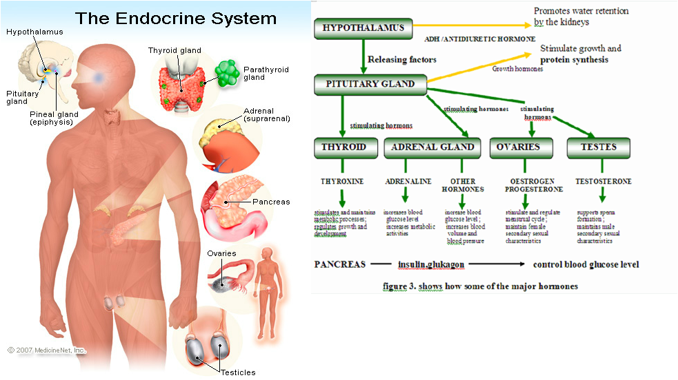 Anatomy - Endocrine System